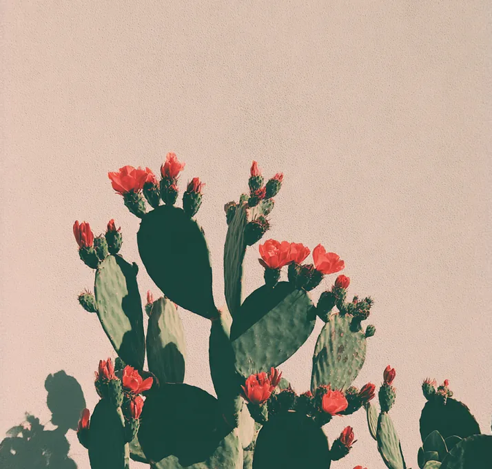 Cactus with red flowers